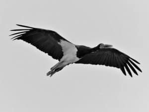 Top Tips for Spotting and Capturing Tanzania's Elegant Abdim's Storks in Action!