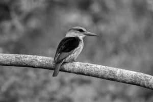 Tours for an Intimate Brown-Hooded Kingfisher Encounter in Tanzania