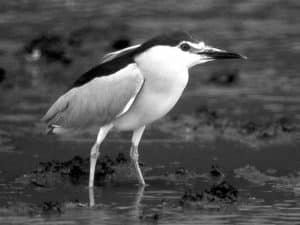 Tracing Tanzania's Black-Crowned Night-Herons Through the Shrouded Marshes!