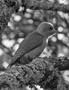 Tracing the Habitat of Tanzania's Mountain Gray Woodpecker!