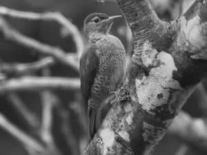 Tracing the Habitat of Tanzania's Tullberg's Woodpecker!