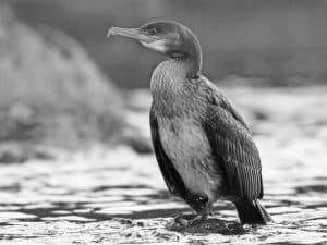 Tracing the Watery Realms Inhabited by Tanzania's Great Cormorants!