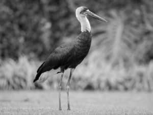 Tracing the Wetland Retreats of Tanzania's Majestic Woolly-Necked Storks!
