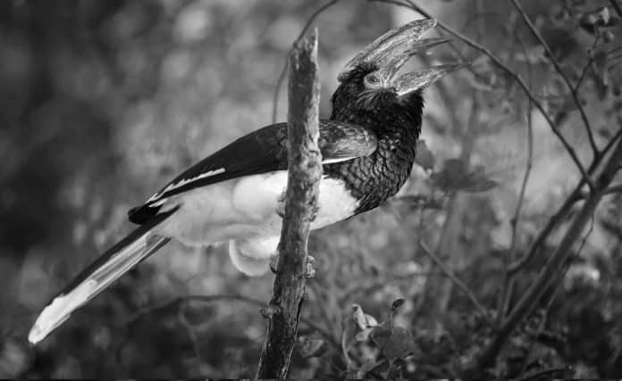 Trumpeting Presence - Trumpeter Hornbill’s Call Echoing Through Tanzanian Woodlands