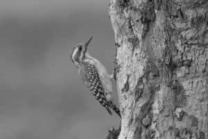 Understanding Tanzania's Brown-Backed Woodpecker Through Research!