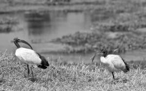 Unraveling the Challenges Confronting Tanzania's Resilient Ibises Amidst Wetland Turmoil!