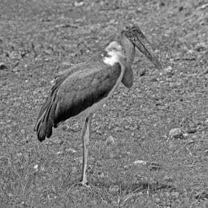 Unraveling the Culinary Preferences of Tanzania's Stately Stork Residents!