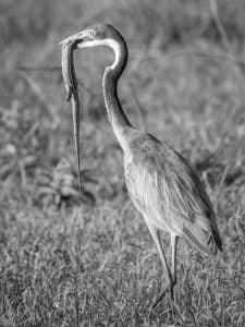 Unraveling the Cultural Tales Woven Around Tanzania's Black-Headed Herons!