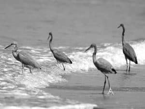 Unraveling the Intriguing Traits of Tanzania's Western Reef-Heron!