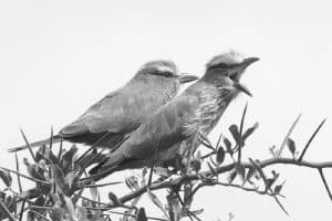 Unraveling the mysteries of the Rufous-Crowned Roller - Discover its favored habitats in Tanzania's wilderness!