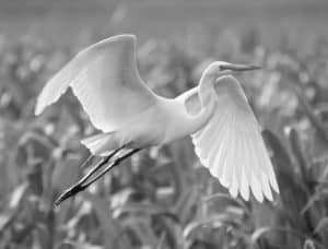 Unveiling Tanzania's Great Egrets, Sovereigns of the Wetlands!