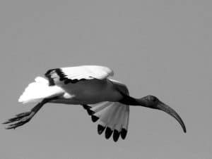 Unveiling Tanzania's Noble African Sacred Ibises, Guardians of the Coastal Realms!
