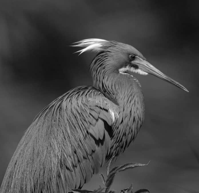 Unveiling the Beauty of Herons in Tanzania - Discovering the Diverse Heron Species in Tanzania