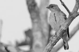 Unveiling the Enigma of Tanzania's Pallid Honeyguides!