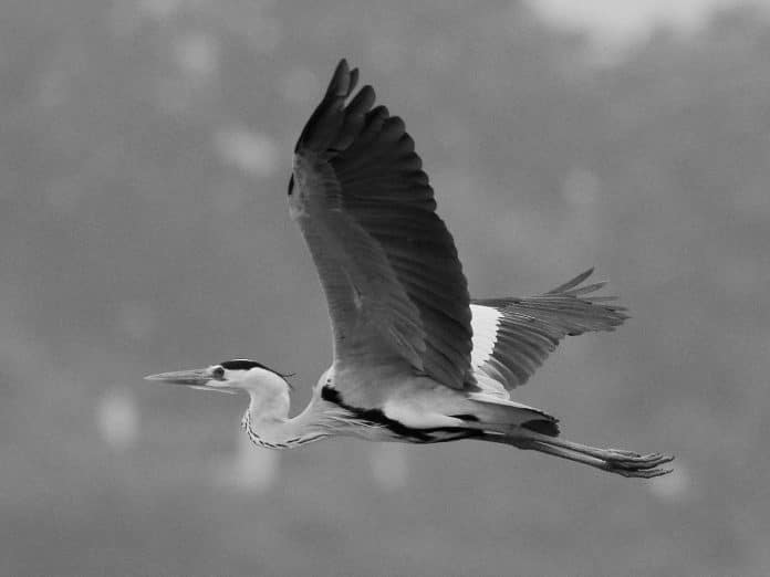 Unveiling the Grace and Grandeur of the Gray Heron in Tanzania’s Untamed Wilderness