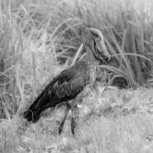 Unveiling the Majestic Majesty of Tanzania's Shoebills, Avian Royalty of the Wetlands!