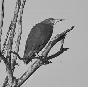 Unveiling the Majestic Rufous-Bellied Herons of Tanzania's Wetlands!