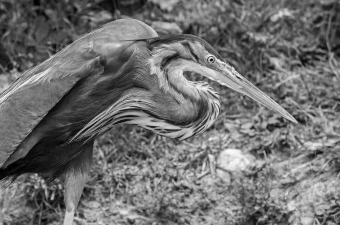 Unveiling the Majesty of the Purple Heron in Tanzania’s Wetlands - A Visual Journey