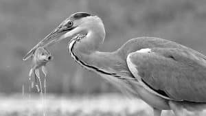 Unveiling the Mystical Tales Enveloping Tanzania's Gray Herons!