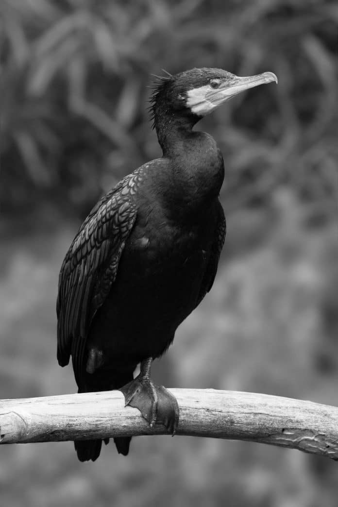 Unveiling the Secret Lives of Cormorants in Tanzania - A Wildlife Enthusiast’s Perspective