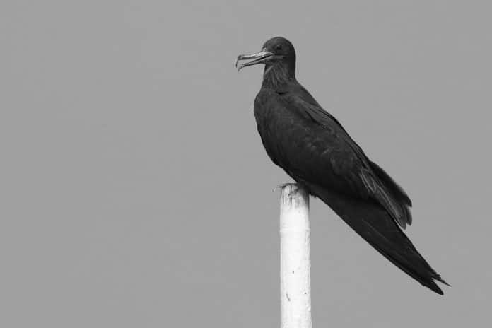 Unveiling the Secrets of Lesser Frigatebirds in Tanzania - A Journey into the Wings of Africa’s Aerial Pirates