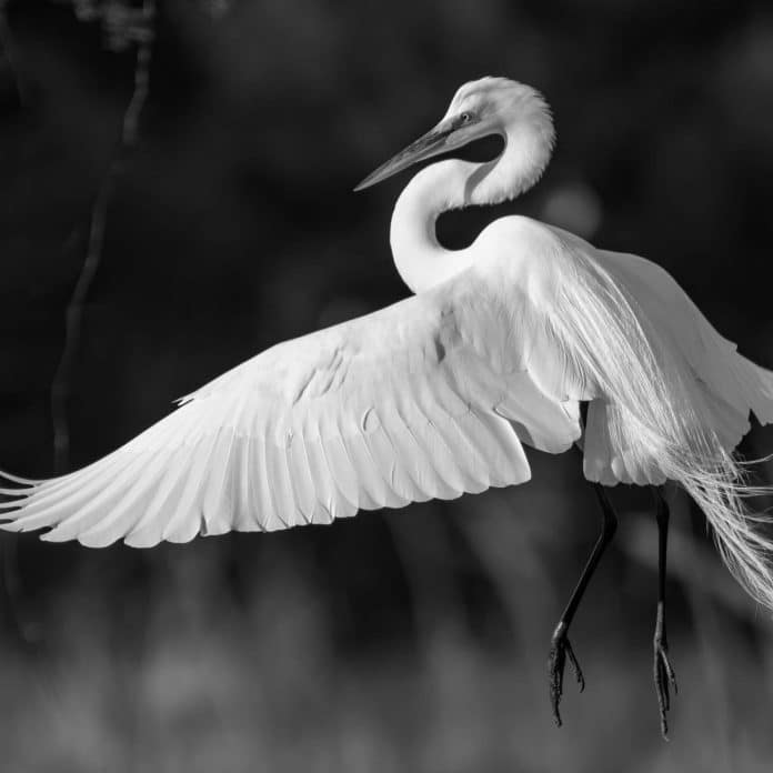 Unveiling the Splendor of the Great Egret in Tanzania - A Nature Lover’s Ultimate Safari Experience