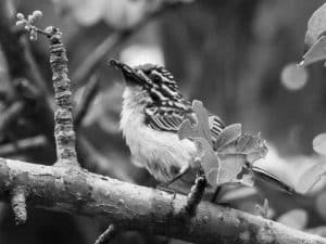 Unveiling the Vibrant World of Tanzania's Red-Fronted Tinkerbird!
