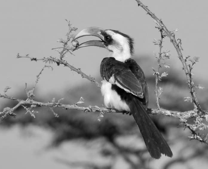 Von der Decken’s Hornbill in Tanzania - Tanzanian Canopy’s Tropical Crown