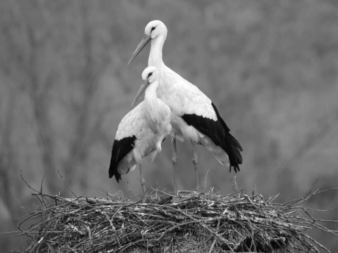 Waders and Wanderers in Tanzania - Storks of the Heart of Africa