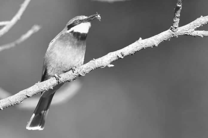 Warm Tones - Cinnamon-Chested Bee-Eater’s Presence Along Tanzanian Waterholes