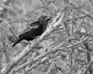 Where Tanzania's Black-Billed Barbets Reign Supreme!