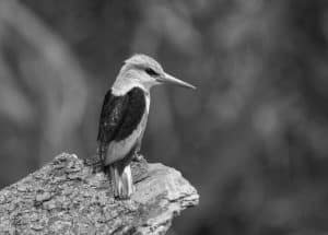 Where Tanzania's Majesty Meets Nature's Magnificence - Top Spots for Gray-Headed Kingfisher Watching