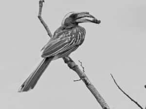 Where to Catch a Glimpse of Tanzania's Pale-Billed Hornbill!
