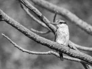 Whispers of the Wild - Dive into Tanzania's Striped Kingfisher Lore