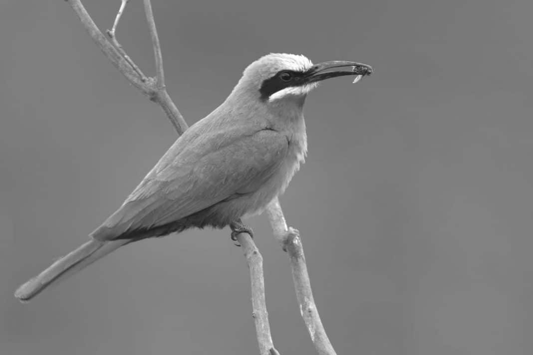 White-fronted Bee-eater In Tanzania: White-crowned Beauties Along 