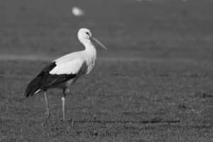 White Majesty Discovering the Noble Traits and Behaviors of Tanzania's Stately White Storks!