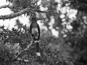 Wings of Preservation - Tanzania's Guardians of the Crowned Hornbill!