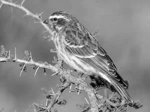 A Must-See - Reichard’s Seedeater in Tanzania