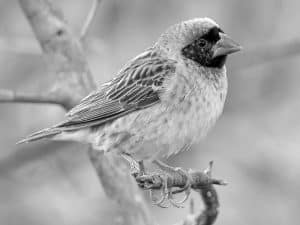 Agricultural Impact - The Red-billed Quelea’s Influence