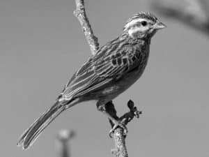 All About Them - Traits and Habits of the Cinnamon-Breasted Bunting