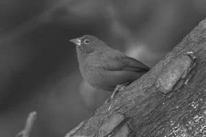 Appreciate the Beauty - Red-Billed Firefinch in Tanzania