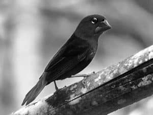 Appreciate the Beauty -Tanzania’s Black-Bellied Seedcracker