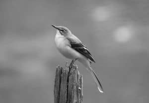 Appreciate the Elegance - Gray Wagtail in Tanzania