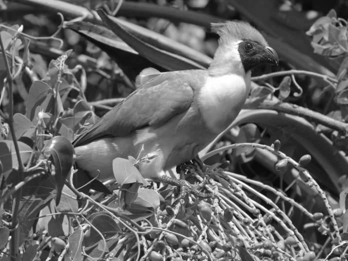 Bare-Faced Go-Away-Bird in Tanzania - Calling the Wild Plains Home