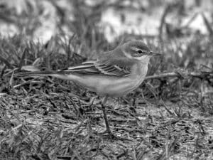 Behavior Insights - Western Yellow Wagtail’s Daily Life