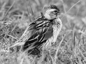 Best Birdwatching Spots - The Fan-Tailed Widowbird in Tanzania