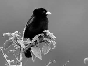 Birdwatcher Tales - Encounters with the Fan-Tailed Widowbird