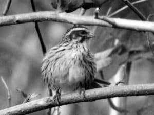 Birdwatcher’s Dream - The Streaky Seedeater in Tanzania