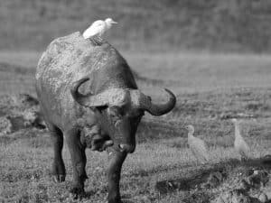 Birdwatcher's Guide - Enjoying Egrets in Tanzania