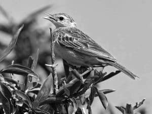 Birdwatching Guide - Capturing the Golden Pipit